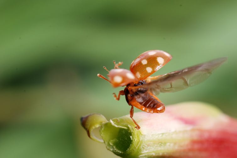 Curious Kids: why don't ladybirds have tails?