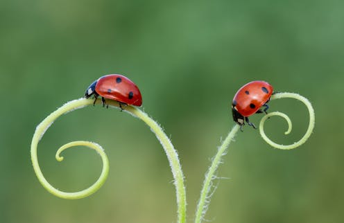 why don't ladybirds have tails?
