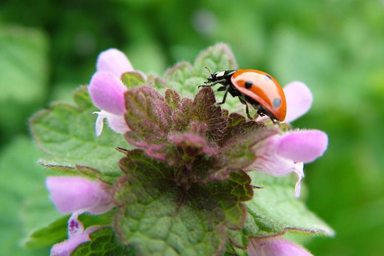 Curious Kids: why don't ladybirds have tails?