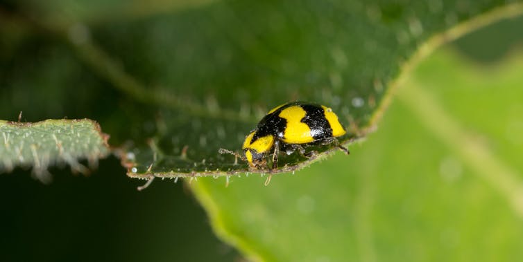 Curious Kids: why don't ladybirds have tails?