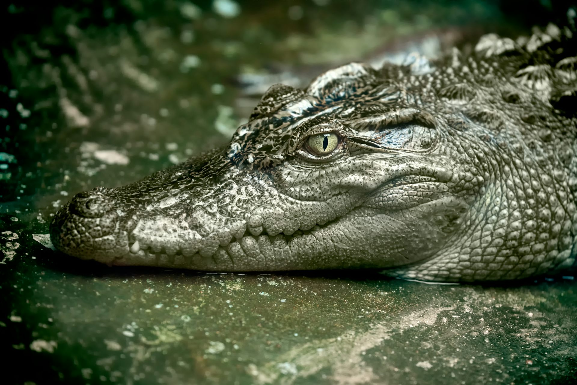 water crocs