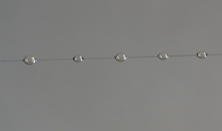 Spider glue drops spread along a strand of capture spiral silk.Sarah Stellwagen, CC BY-ND