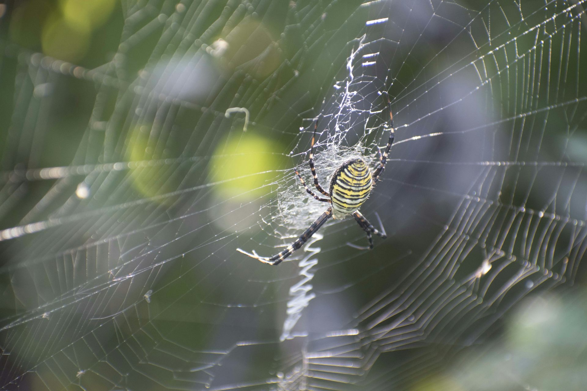 bulk fake spider web