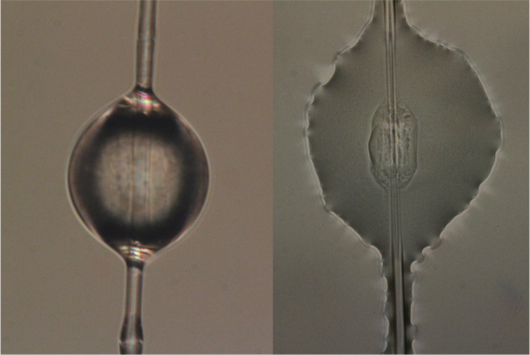 Droplet of spider glue suspended on capture spiral silk (left) and after adhering to a glass slide (right).Sarah Stellwagen, CC BY-ND