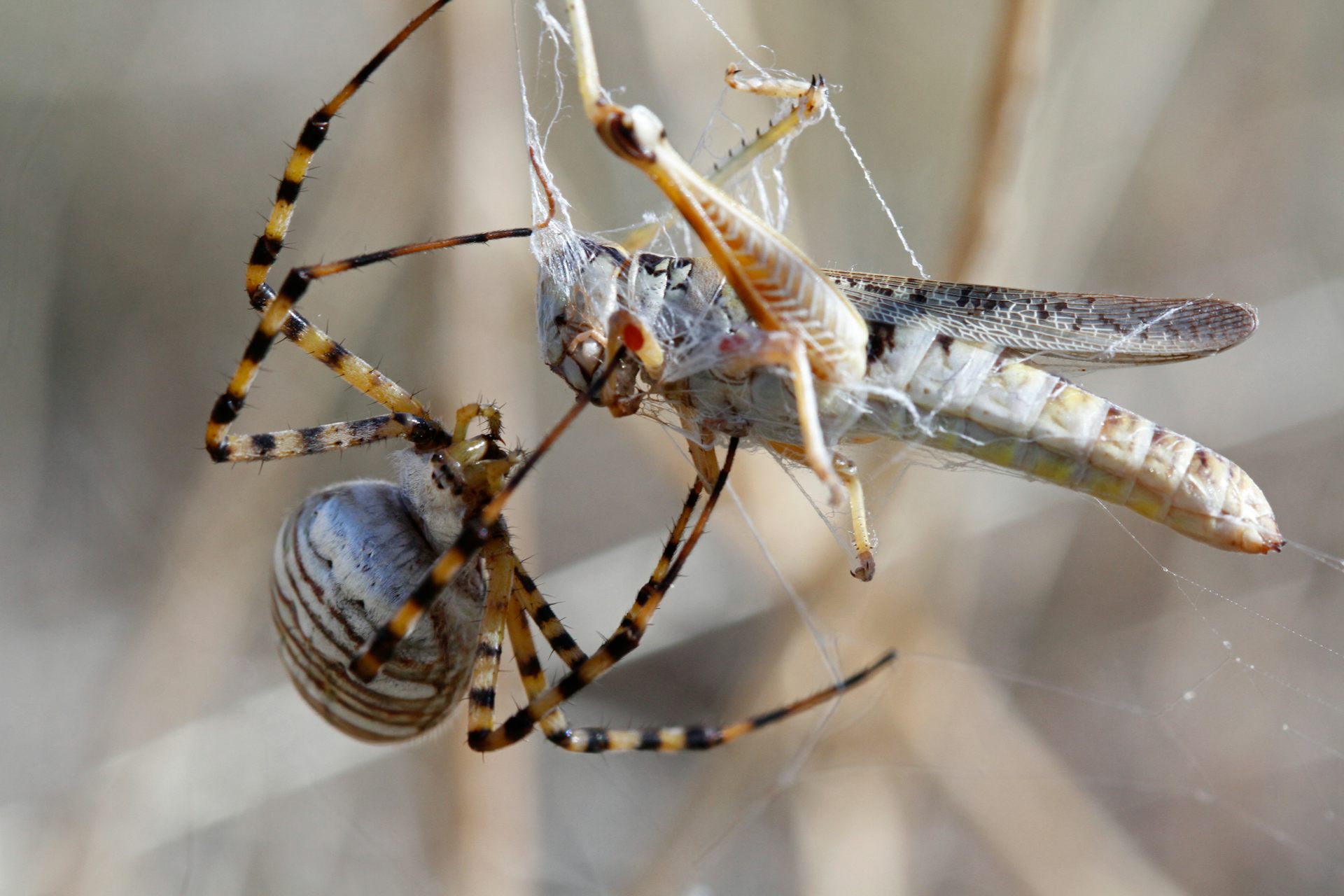 bulk spiders