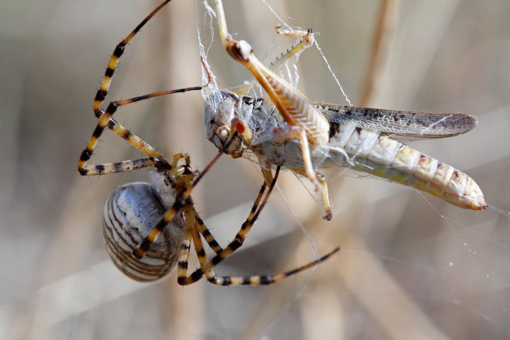 Scientists reveal spiders' web-making secrets •