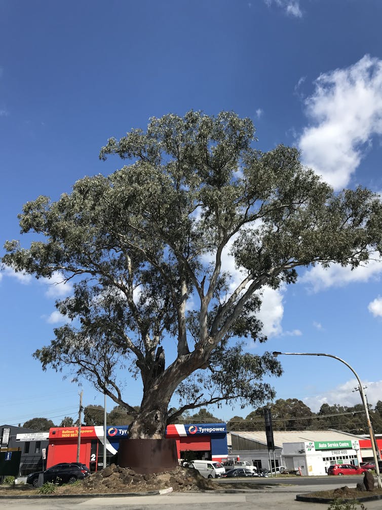 This centuries-old river red gum is a local legend – here's why it's worth fighting for