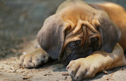 Man's stressed friend: how your mental health can affect your dog