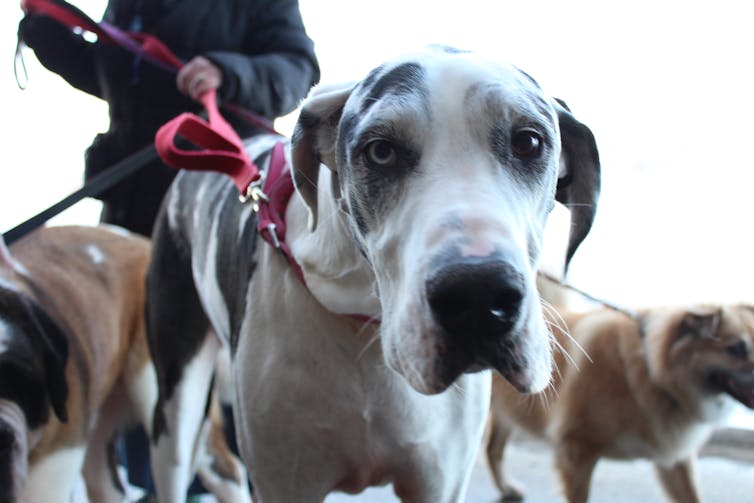 Man's stressed friend: how your mental health can affect your dog