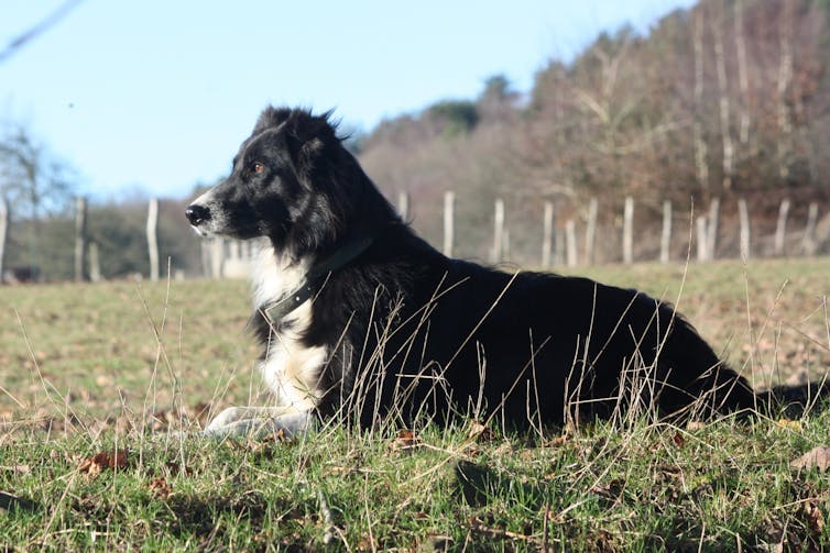 Man's stressed friend: how your mental health can affect your dog