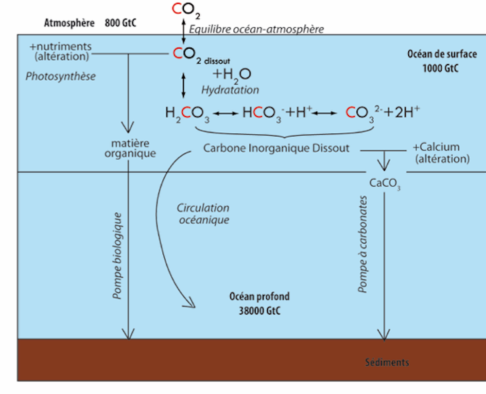 Ocean acidification: the chemical reactions.