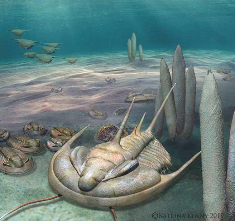 A giant species of trilobite inhabited Australian waters half a billion years ago