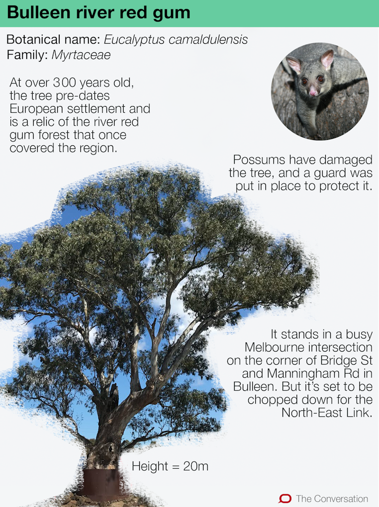 This centuries-old river red gum is a local legend – here's why it's worth fighting for
