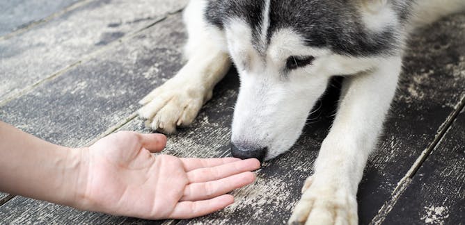 New Research Finds Animals May Help >> Dogs News Research And Analysis The Conversation Page 1 New Research Finds Animals May Help >> Dogs News Research And Analysis The Conversation Page 1