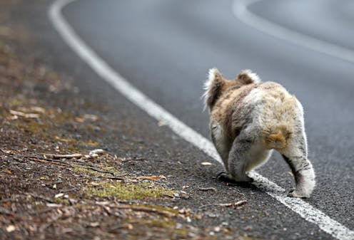 Simply returning rescued wildlife back to the wild may not be in their best interest