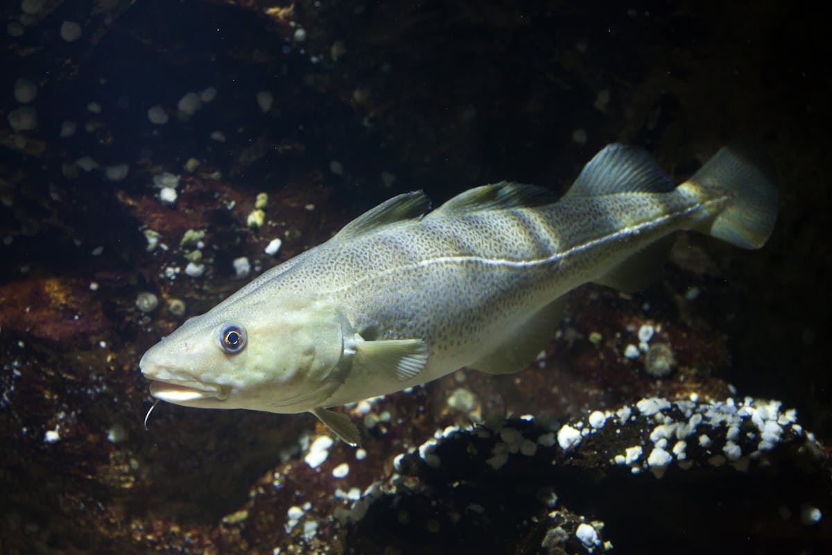 Bagaimana Perubahan Iklim Berdampak Pada Ikan Laut Petunjuknya Ada Di Dalam Telinga Mereka