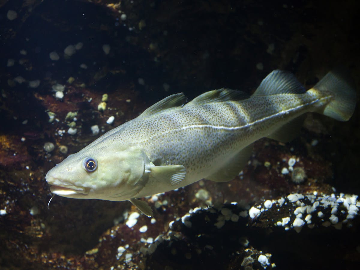 Bagaimana Perubahan Iklim Berdampak Pada Ikan Laut Petunjuknya Ada Di Dalam Telinga Mereka