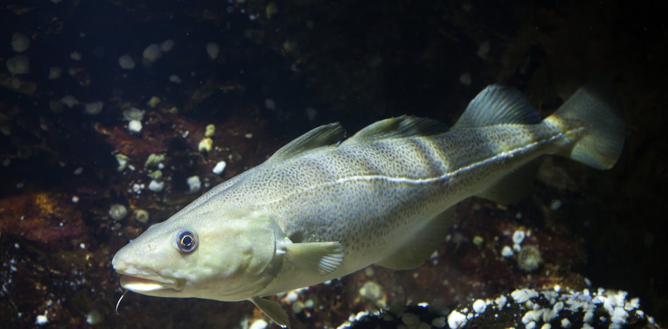 Bagaimana Perubahan Iklim Berdampak Pada Ikan Laut Petunjuknya Ada Di Dalam Telinga Mereka