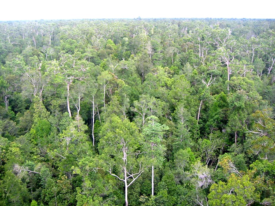 As temperatures rise, tropical forests absorb less CO2