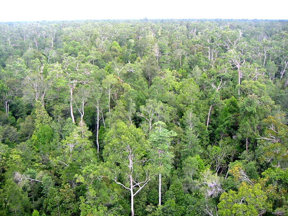 As Temperatures Rise Tropical Forests Absorb Less Co2