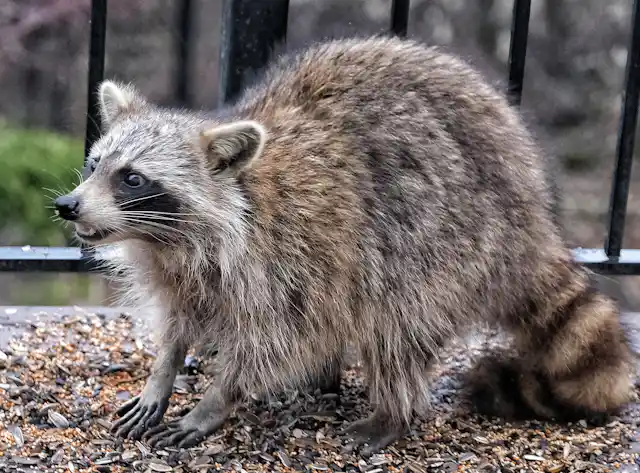 Raccoons