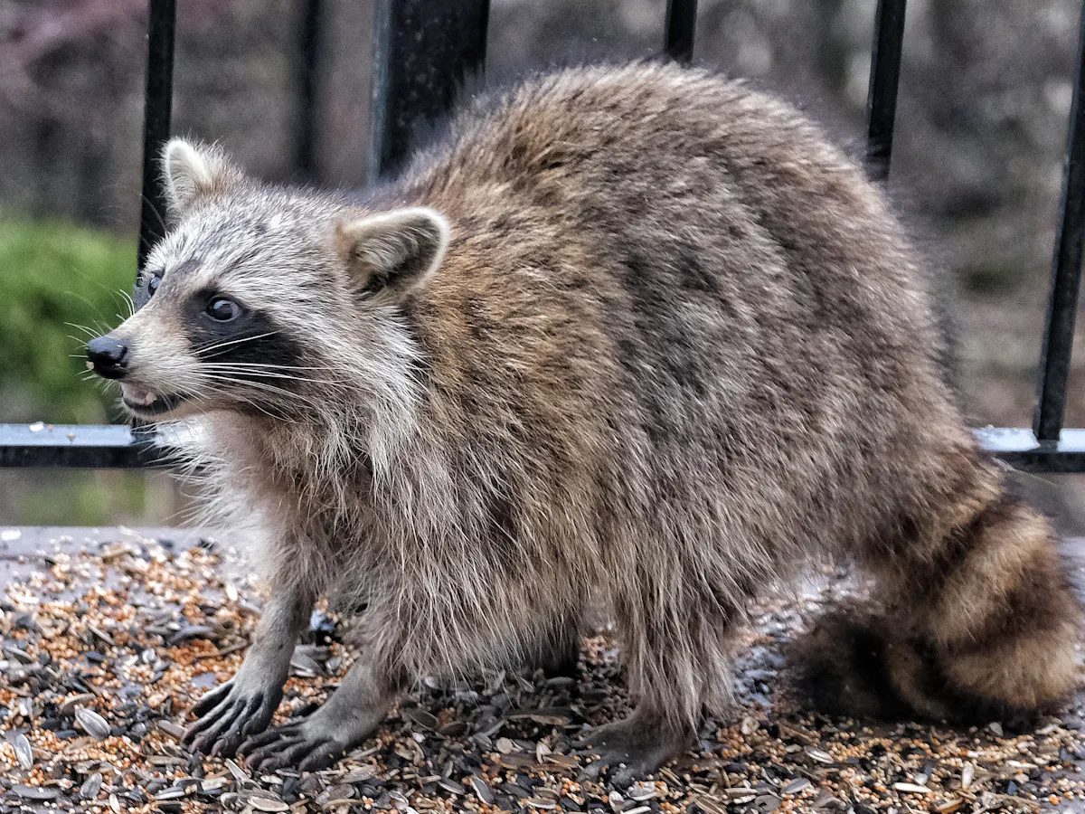 How To Handle Raccoons Snakes And Other Critters In Your Yard Hint Not With A Thermos