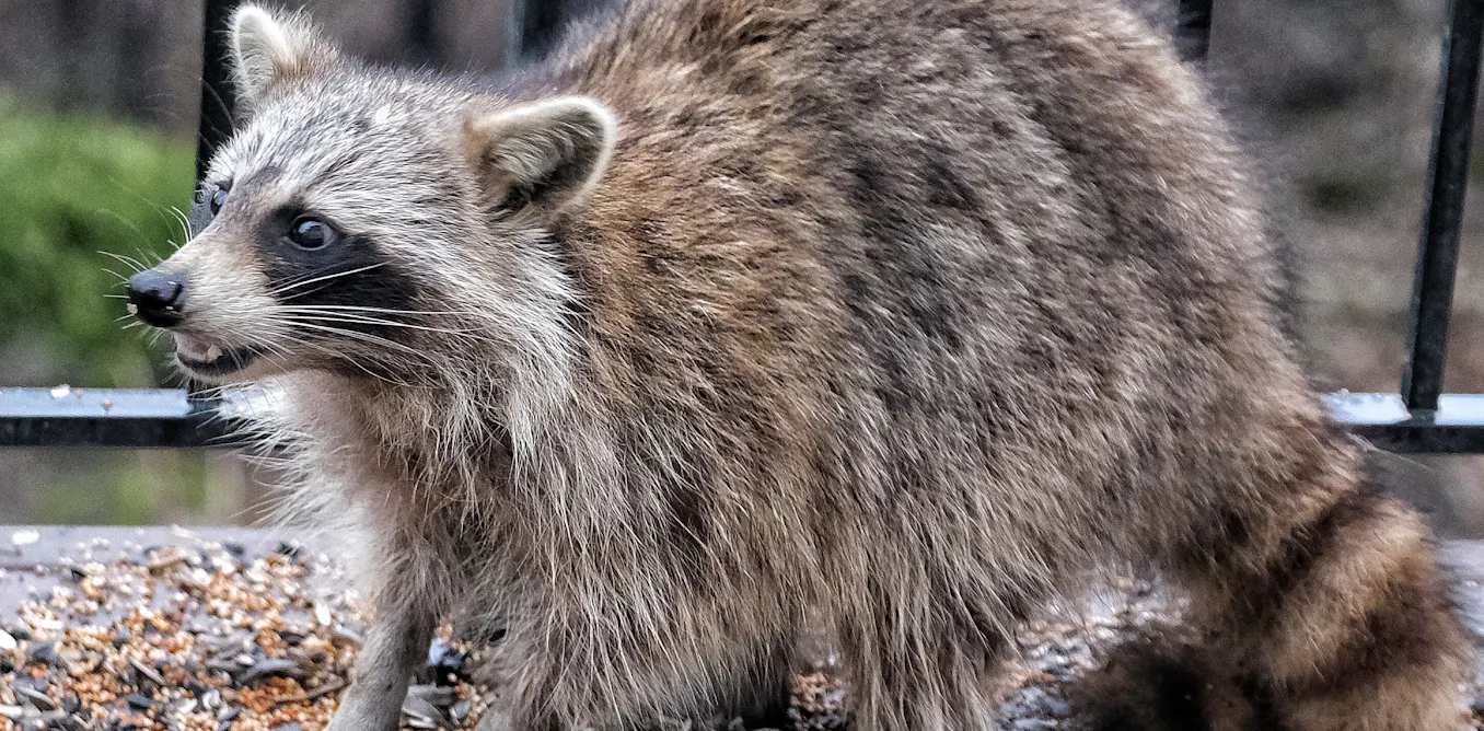 Snake Raccoon How to handle raccoons, snakes and other critters in your yard (hint ...