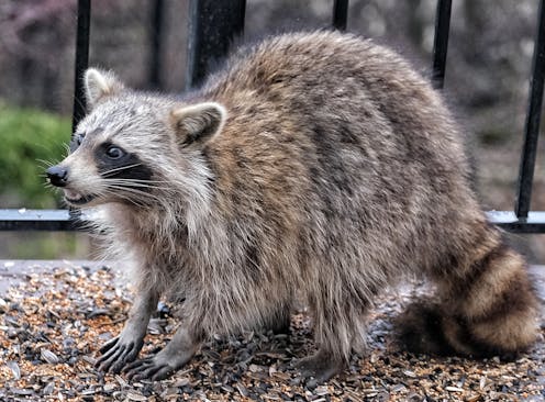 How to handle raccoons, snakes and other critters in your yard (hint: not with a thermos)