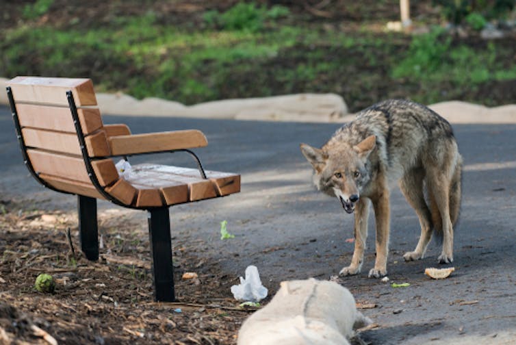 How to handle raccoons, snakes and other critters in your yard (hint: not with a thermos)