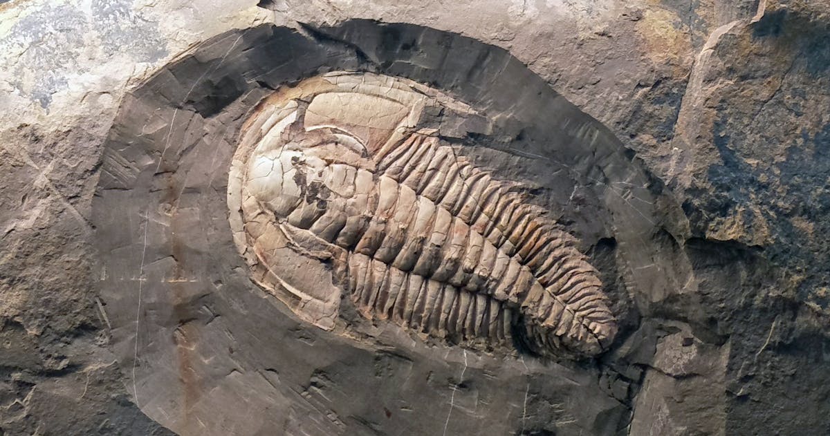 A giant species of trilobite inhabited Australian waters half a billion  years ago