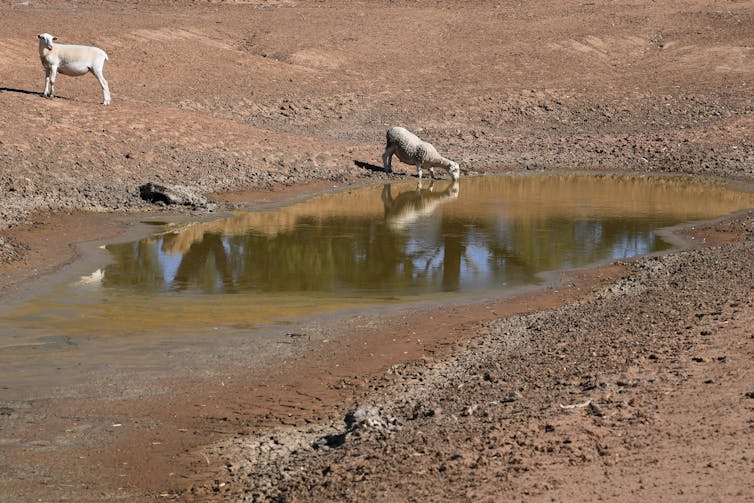 5 ways the government can clean up the Murray-Darling Basin Plan