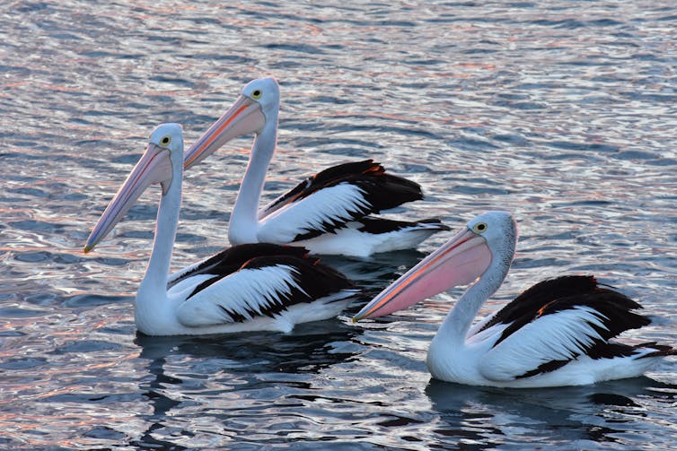 5 ways the government can clean up the Murray-Darling Basin Plan