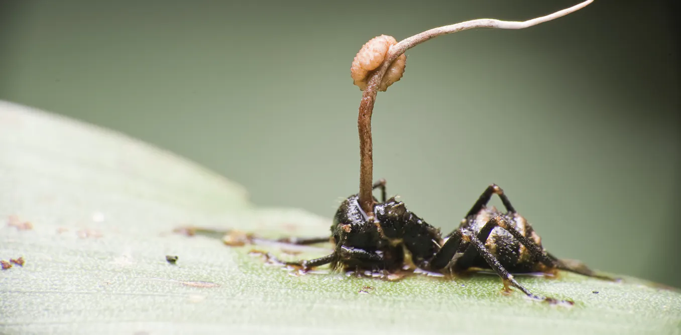 Zombie Over Insects Control Zombie ants: meet the parasitic fungi that take control of living insects