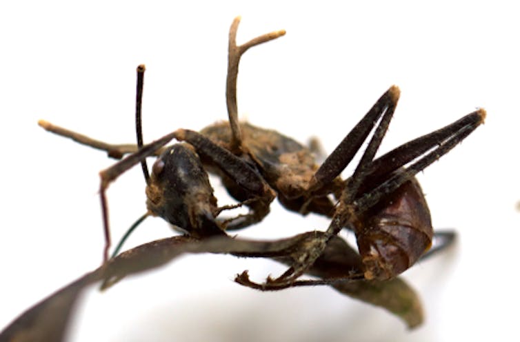 Zombie ants: meet the parasitic fungi that take control of living insects
