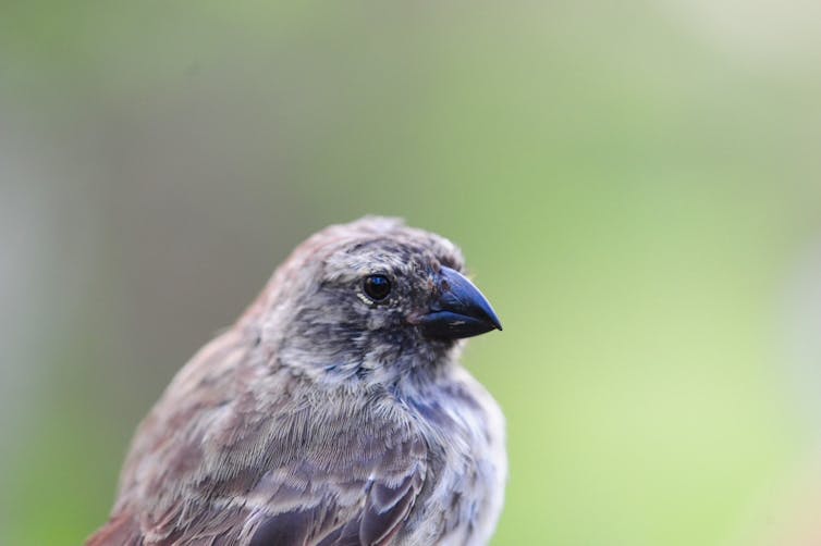 A parasite attack on Darwin's finches means they're losing their lovesong