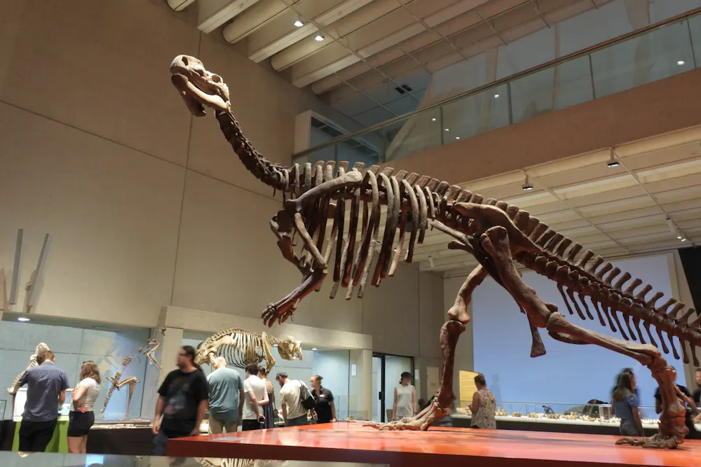 Curious Kids Why Did The Dinosaurs Die