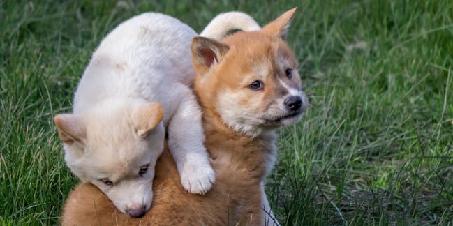 Dingoes could help solve Australia's extinction crisis — if only