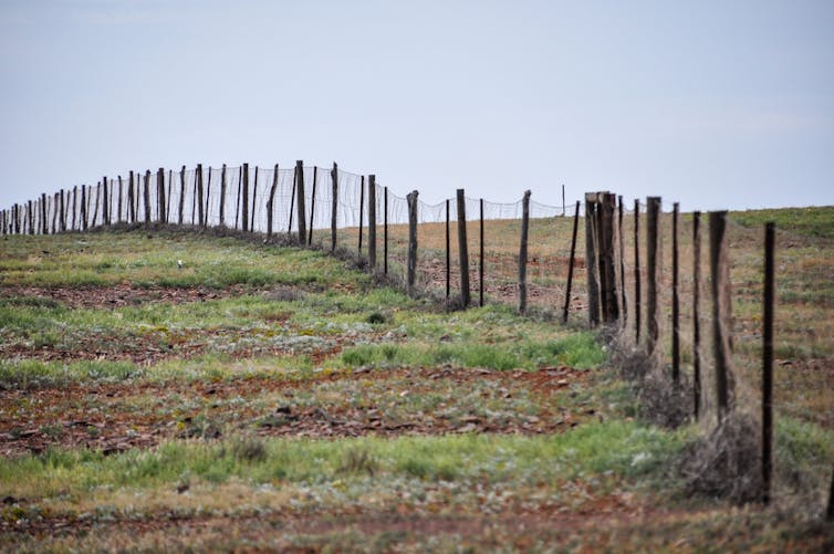 Dog owners could take the lead on dingo conservation with a 'Fido fund'