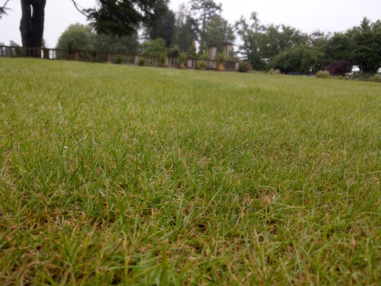 lawn