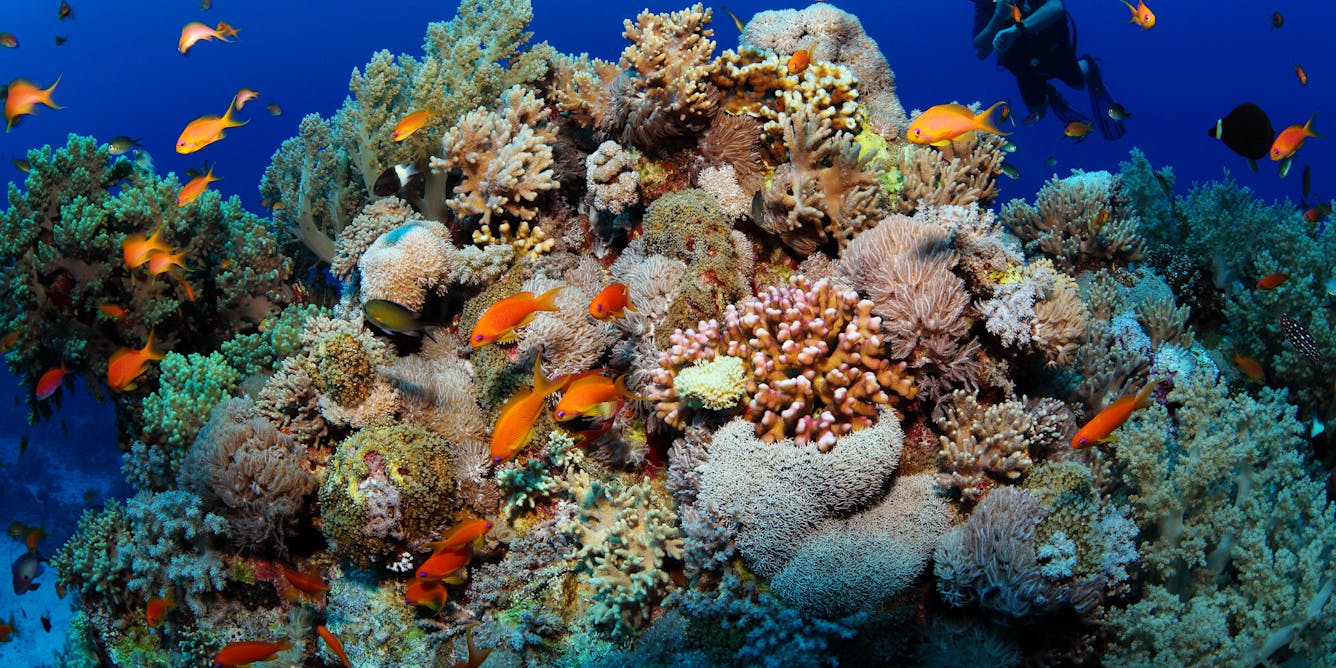 Красное море и военные. Коралловый риф в Шарм Эль Шейхе. Красное море Египет рифы. Подводный мир красного моря Египет. Коралловый риф Сафага.