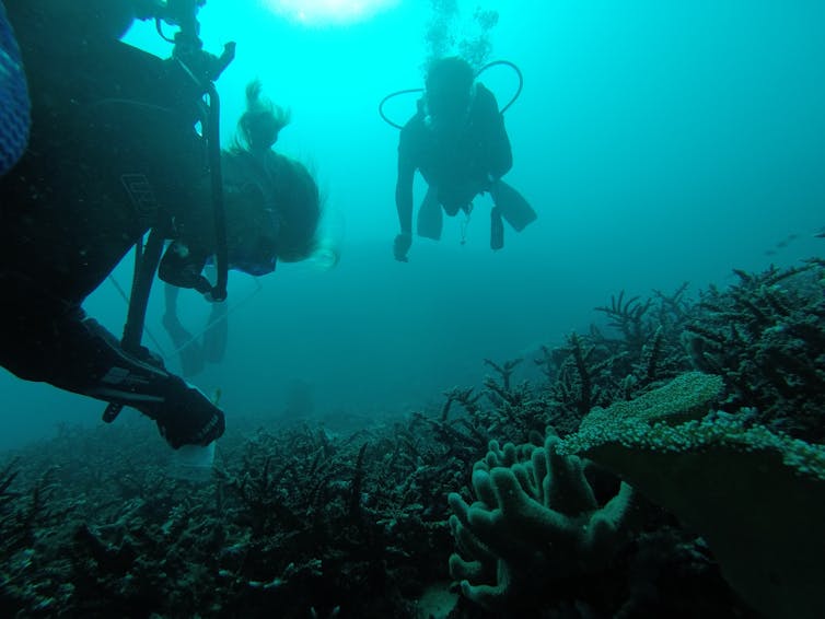 Seaweed and sea slugs rely on toxic bacteria to defend against predators