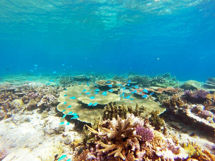 Seaweed and sea slugs rely on toxic bacteria to defend against predators