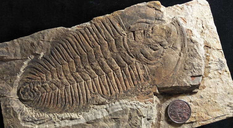 A giant species of trilobite inhabited Australian waters half a billion years ago