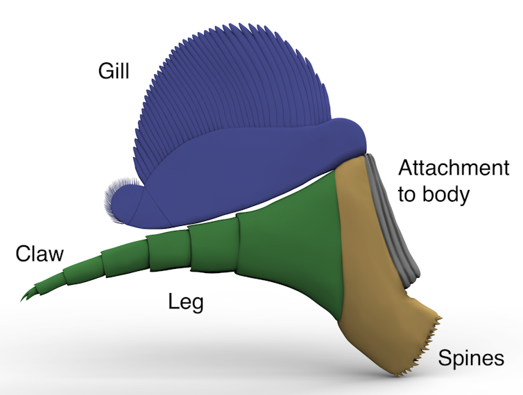 A giant species of trilobite inhabited Australian waters half a billion years ago