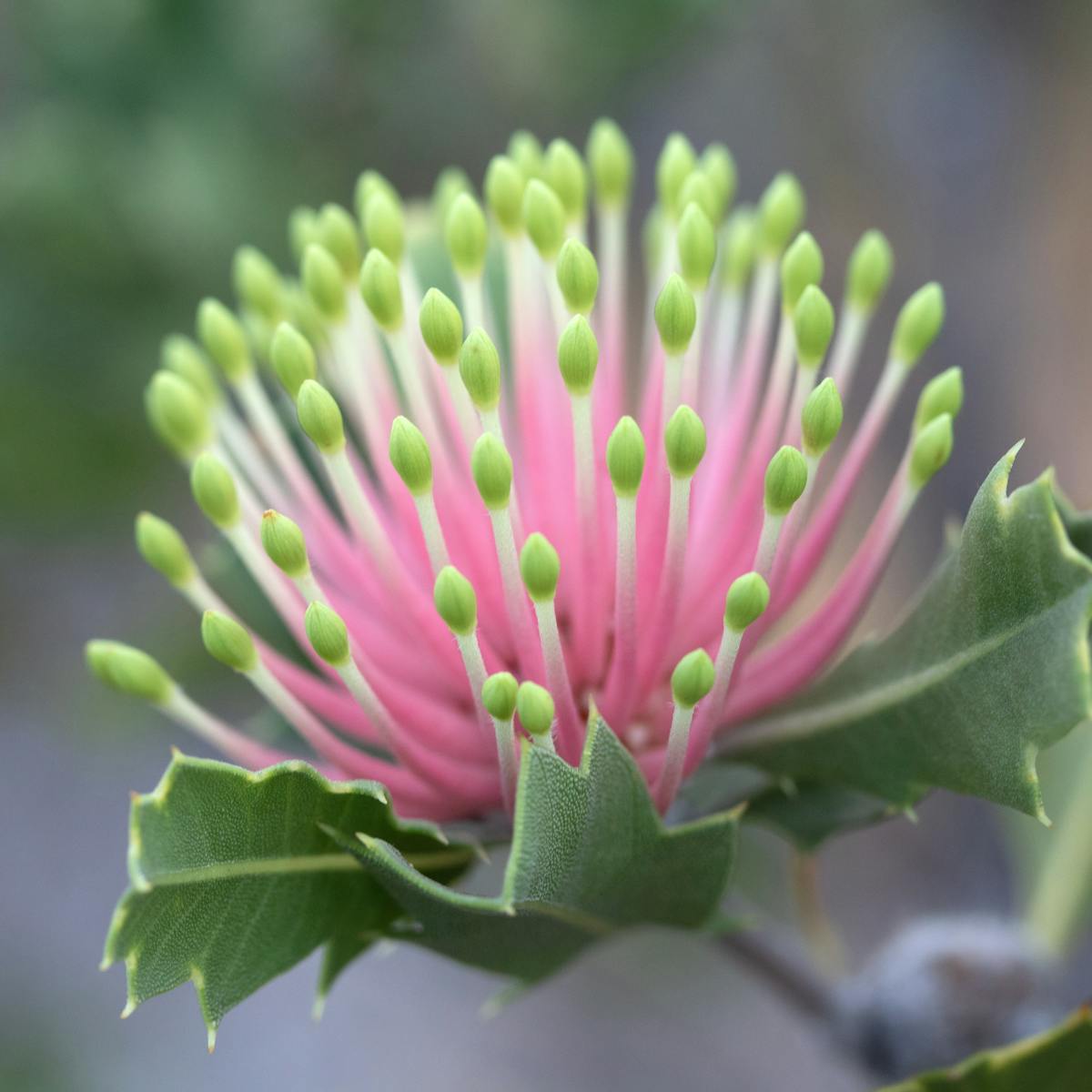 Undocumented Plant Extinctions Are A Big Problem In Australia Here S Why They Go Unnoticed