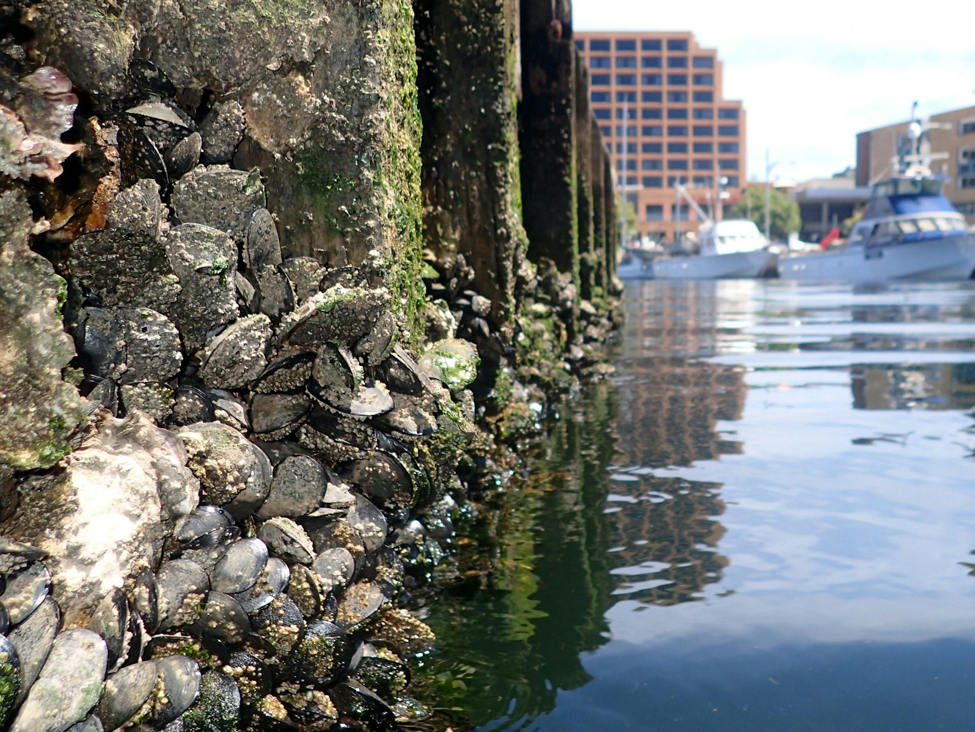 how human-built structures leave coastal ecosystems in the shadows