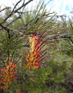 Undocumented plant extinctions are a big problem in Australia – here’s why they go unnoticed