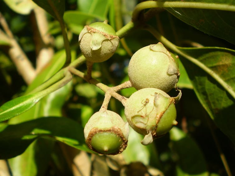 Undocumented plant extinctions are a big problem in Australia – here’s why they go unnoticed