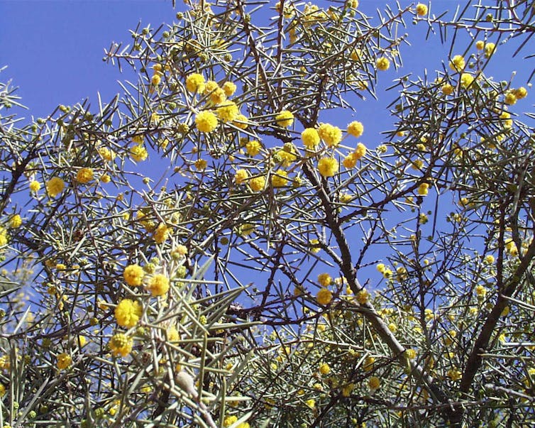 Undocumented plant extinctions are a big problem in Australia – here’s why they go unnoticed