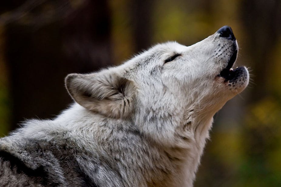 wolf pictures in the wild howling